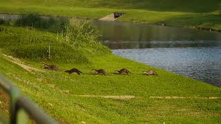 新加坡野生動物_水獭 City In Nature _ Smooth-coated Otters Behaviour On Land _ 14mar2023 Singapore 8.10am