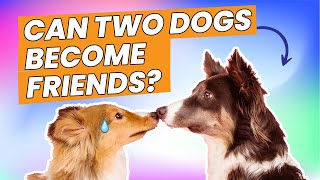 8 Tips on How to Make Two Dogs Become Friends