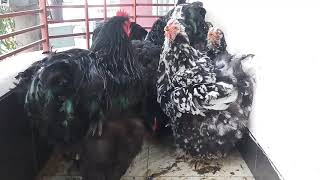 Imported Cochin Bantam Hen| Exotic Fancy Hen Import from Europe. বিদেশী ফেন্সি মুরগী সরাসরি ইউরোপ