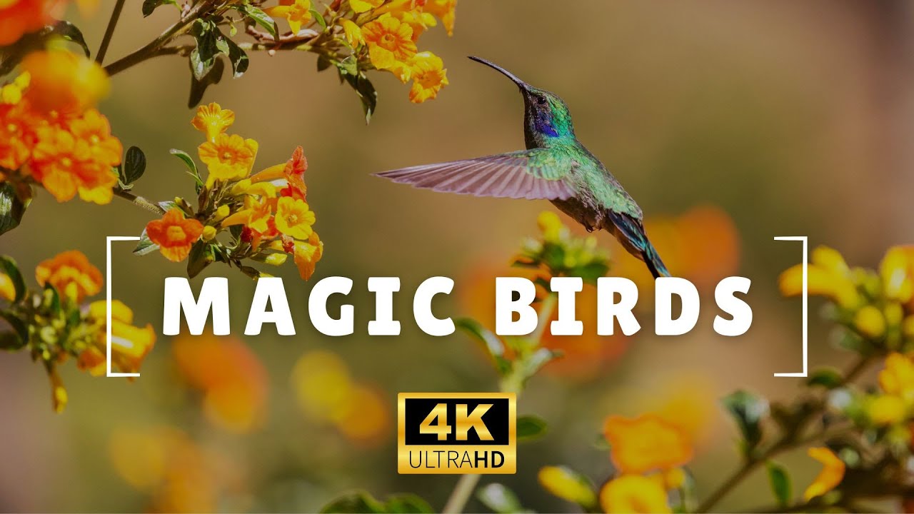 BIRDS OF THE WORLD 4K 🦩🦚 A Journey Into The Fascinating World Of Winged ...