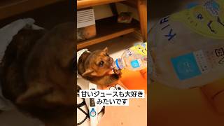 キンカジュー君、キリンレモン飲んでます #kinkajou #pet #エキゾチックアニマル #キンカジュー #ペットのいる暮らし #キリンレモン#shorts