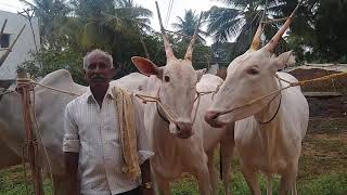 Classic Hallikar ox pair of Farmer VenkataReddy in Reddyhalli, Chennarayapatana Hobli,Devanahalli Tq