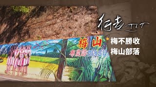 梅不勝收 梅山部落 | 行走TIT 第302集