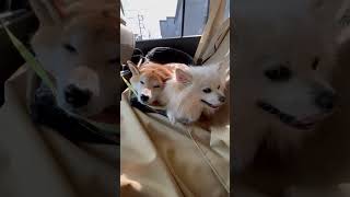 【柴犬 もみさん】こっち向いて眠るドライブ「#Shorts」　Shiba Inu Momisan and Pomeranian Babo