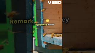 The Hidden Superpowers of Honeybees Explained!#ytshorts #flowers #honeybeesting #youtubeshorts