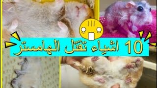 10 أشياء تقتل الهامستر (اسباب موت الهامستر)