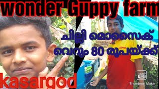 അലങ്കാര മത്സ്യങ്ങളുടെ വർണ്ണ വിസ്മയം /wonder guppy farm / ചില്ലി മൊസൈക് വെറും 80 രൂപയ്ക്ക്