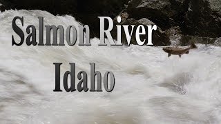 Salmon in massive whitewater