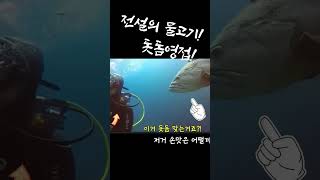 성깔있는 전설의 물고기 .돗돔! \