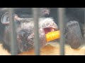 mon chan s welfare zoo　ouchiyama zoo　chimpanzee　202307