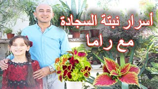 العناية بنبتة السجادة من زراعة و ري و تسميد و اكثار, Coleus Plant care and propagation.