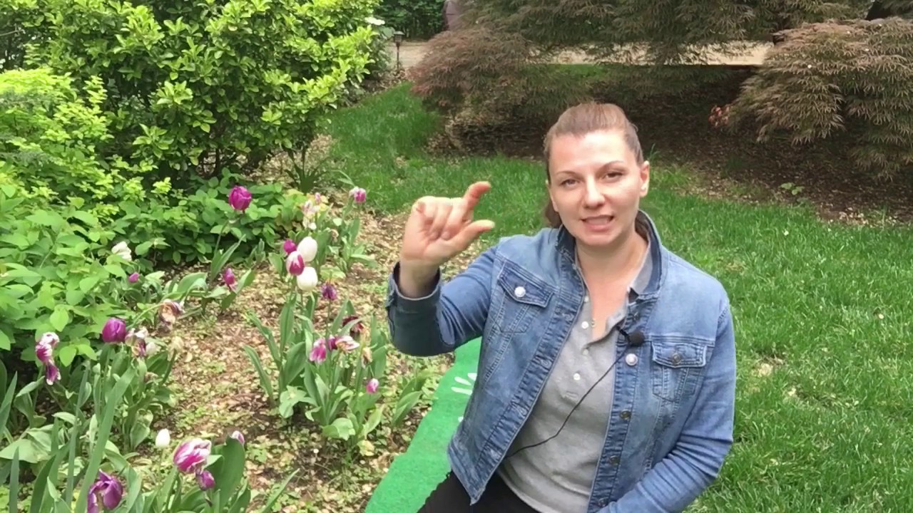 рџњ Tulip Care After Bloom рџњ Youtube