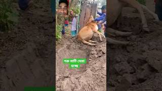 🐄গরু মাটি দেয়া হয়😭 #mizanur_rahman_azhari #vairalshort #vairalreel #viral #youtubeshorts