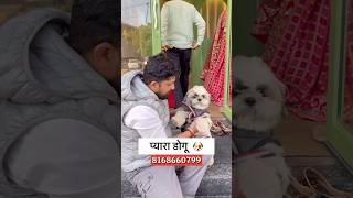 प्यारा डोगू🐶😅  #mohitsoniavlogs #minivlog #dailyvlog #haryanvi #youtubeshorts #viralvlog #funny