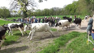 Happy cows in the meadow!