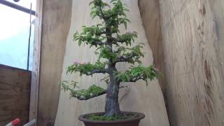 Chinese quince Bonsai introduction. Flower blooms.