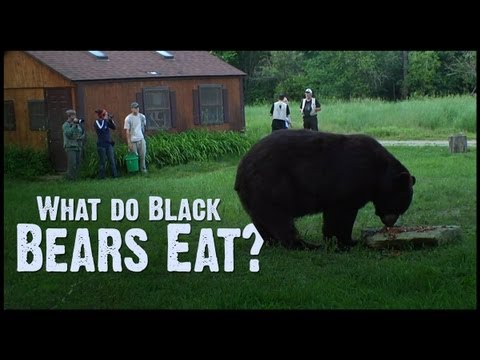 Do black bears eat toads?