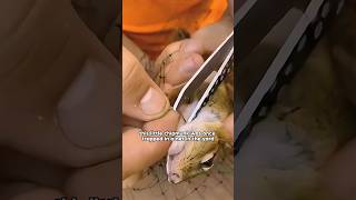 A Friendly Visit from the Rescued Chipmunk!#shorts #shortvideo #funny #shortsvideo #animal #cute