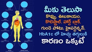 కొవ్వు, ఊబకాయం, కొలెస్ట్రాల్,గుండె పోటు,హైపర్టెన్షన్, HbA1c కి  కారణం ఒక్కటే  YES TV