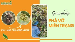 GIẢI PHÁP PHÁ VỠ MIÊN TRẠNG - KÍCH MẮT CUA SÁNG NHANH | An Thịnh Phát