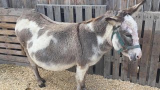 Donkey's Labor is Live-Streamed as the World Waits for Her to Give Birth