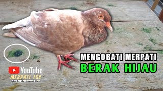 CARA MENGOBATI MERPATI BERAK HIJAU || MERPATIKU