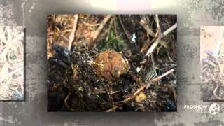 Elaphomyces granulatus - fungi kingdom