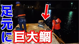 夜の堤防の足元に巨大鯛が...