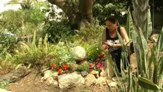 גינה אקולוגית בקיסריה  - קיסריה על הגל , organic garden in caesarea