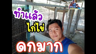 ทำแล้ว ไก่สมบูรณ์ ไข่ดกมาก... | ฟาร์มในไร่ FTJ Family