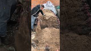 Man digs up huge root system