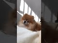 ポメラニアン犬 朝起きてまだ眠いポメラニアン