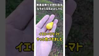 無農薬無化学肥料・野菜スイーツ・消毒もしてない安心野菜 #shorts