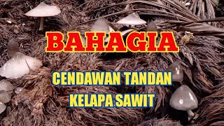 mencari cendawan tandan sawit hasilnya mantap