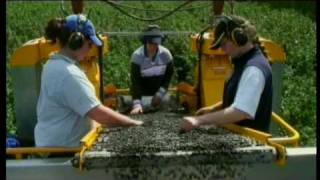 Blackcurrants New Zealand. Cooking a Blackcurrant compot from NZ on a Plate