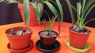 Reproducción de Orquídeas Cymbidium (2/2)