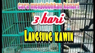 Cara menjodohkan burung kenari agar cepat kawin dalam 3 hari