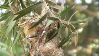 SunBird in K.G.F (India)