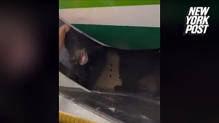 Bear being transported on Iraqi Airways flight escapes crate before takeoff