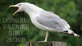 Caspian Gull, Walton Weir, Surrey 28/08/19