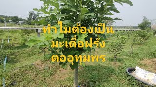 ทำไมต้องเป็นมะเดื่อฝรั่งต่ออุทุมพร?#figs #มะเดื่ออุทุมพร #มะเดื่อฝรั่ง #มะเดื่อฝรั่งนครพนม