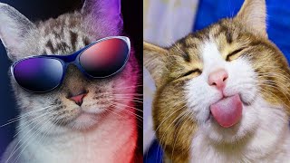 #babycat #cats | Cute and Funny Cat Videos | Funny Cats and Kittens Meowing