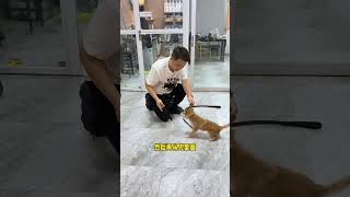 让狗狗戴牵引绳就跑不配合怎么办#训犬 #柴犬豆柴 #萌宠出道计划