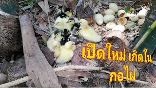 ลูกเป็ดเกิดใหม่ new ducklings ในกอไผ่ | jolly roger farm เกษตรผสมผสาน