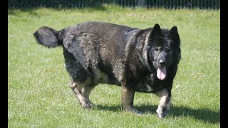 Obesity in Pets