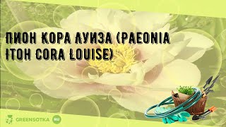 Пион Кора Луиза (Paeonia Itoh Cora Louise)