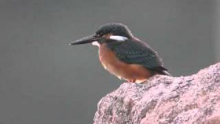 可愛い小鳥ちゃん　Pretty Birds 29　カワセミ　Common Kingfisher