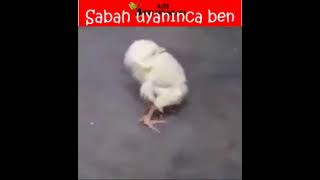 Sabah uyanan civciv esniyor