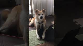 のんびりしていたゆずちゃん何かの音に反応して正体は⁉️  柴犬ミックス犬　＃柴犬　＃雑種犬