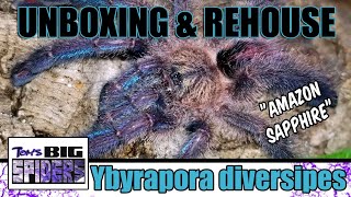 Y. diversipes (Amazon Sapphire) Unboxing and Rehouse